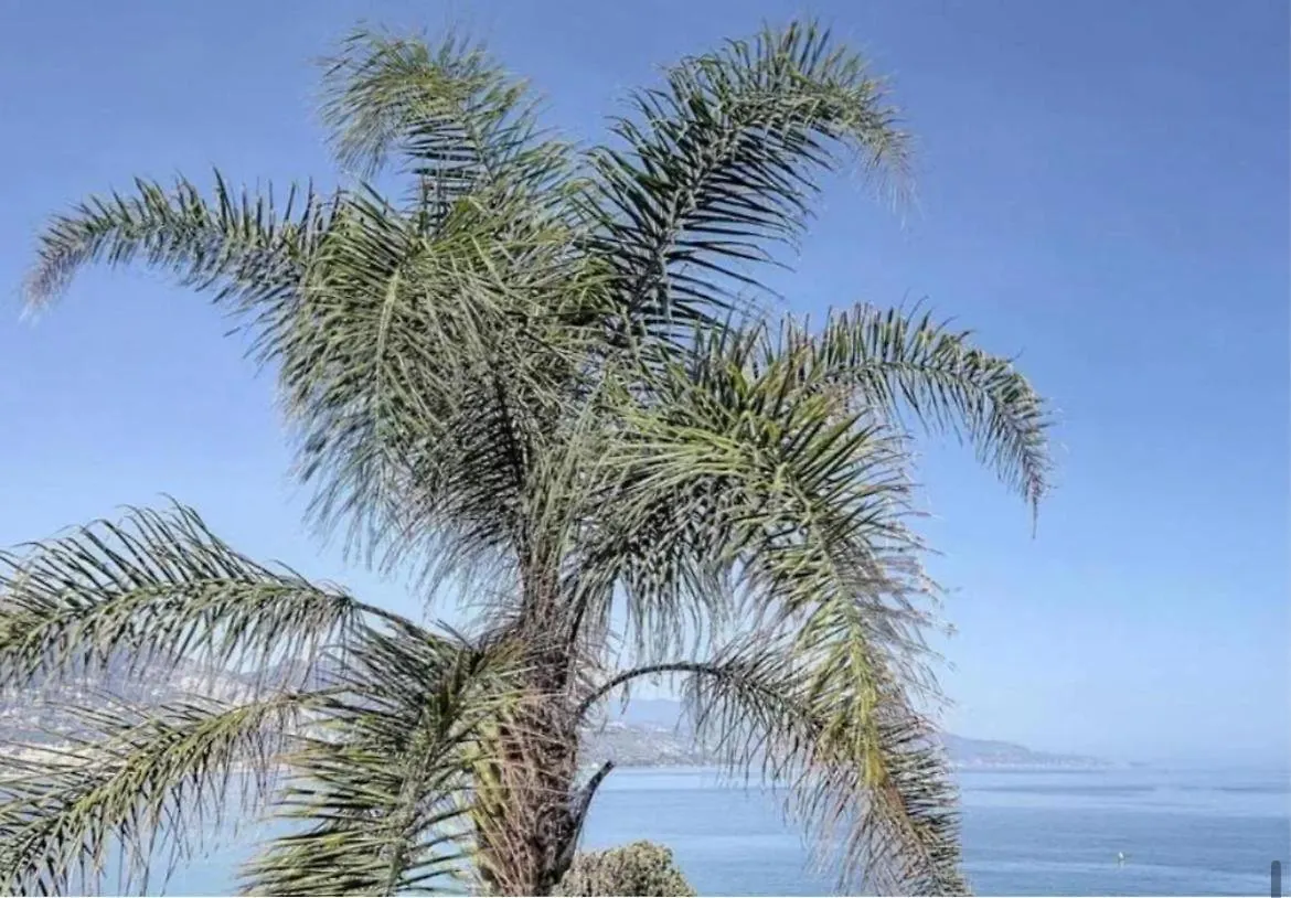 Villa Cap Azur Bord De Mer Roquebrune-Cap-Martin 0*,